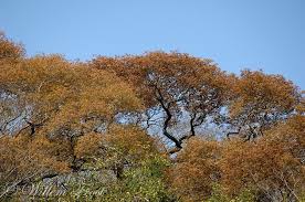 Image result for Brachystegia boehmii