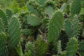 Te presentamos el cactus opuntia o nopal, la especie de cactus más resistentes y que más aplicaciones tiene, desde gastronómico a antibiótico. El Nopal Cactus Purificador De Agua Revista De Flores Plantas Jardineria Paisajismo Y Medio Ambiente