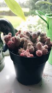 I cannot save nor extract the file in any way shape or form. Save Your Succulents Devilandgxd I Bought A Pink Cactus Today The