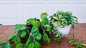 This list is growing every week so please have a look regularly. Hoya Houseplant Repotting When How The Mix To Use