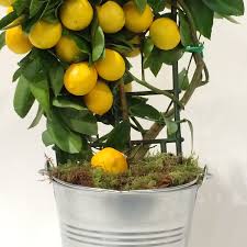 Astuce Voici Comment Faire Pousser Un Citronnier A La Maison Avec Des Graines Faire Pousser Un Citronnier Jardinage En Pots Jardinage