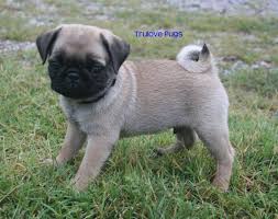 Find pug puppies and breeders in your area and helpful pug information. Pug Puppy Dog For Sale In Ponca City Oklahoma