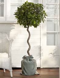 Spiral Bay Tree Full Standard M S Bay Tree Garden On A Hill Tree