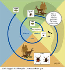 Lyme Disease