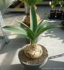 Image result for Drimia