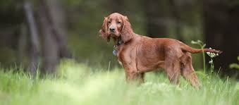 Image result for irský setr