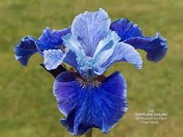Siberian Ships Are Sailing Amazing Flowers Iris Fairy Garden