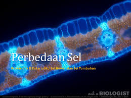 Maybe you would like to learn more about one of these? Prokariotik Eukariotik Sel Hewan Dan Sel Tumbuhan Ppt Download