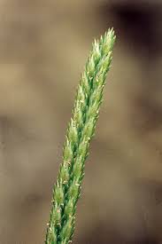 Image result for Eleusine