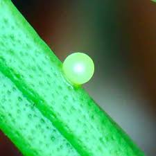 アオムシを育てて、アゲハチョウになった