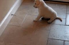 The Most Adorable Puppies You Ll Ever See Cute Animated Puppy Gif Playing With Doorstop If you have a delicate door, simply.