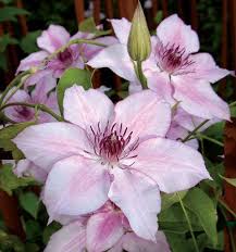 Flower arrangement clematis or leather flower perennial vine plants open blooming dark purple flowers with leathery petals growing over wooden fence. Clematis Clematis Flower Clematis Flower Farmer