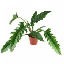 Philodendron Narrow Escape In 2020 Plant Leaves Philodendron Plants