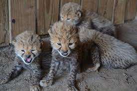 Update Live Baby Cheetah Cam Added At Metro Richmond Zoo Baby Cheetahs Zoo Cute Cats