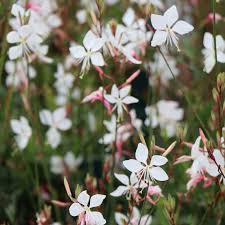 Image result for Oenothera lindheimeri