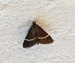 Image result for Pyrausta cingulata