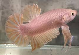 Giant Betta Australia Pet Supplies 54 Photos Facebook