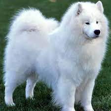 American brittany, brittany spaniel, brittany wiegref, epagneul breton brittany este o rasa de caini. Rase De Caini Albi Informatii Caracteristici Poze