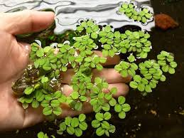 20x Salvinia Minima Live Plants Aquarium Pond Freshwater Dwarf Floating Plant Floating Plants Planted Aquarium Freshwater Aquarium Plants