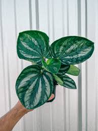 Image result for Peperomia molleri