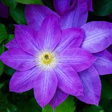 Image result for Clematis pulchra