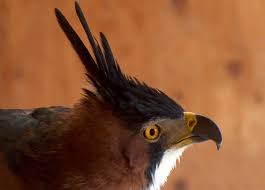 Birds / birds of prey. Ornate Hawk Eagle The Peregrine Fund