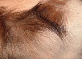 Bird Mites In Hair The Rat Report Pet Mice Rat Care Pet Hacks