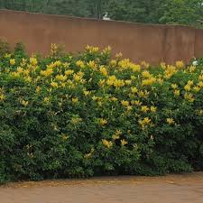 Image result for Tecomaria capensis