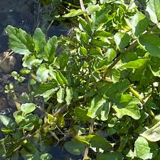 Image result for Nasturtium microphyllum