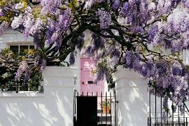 Oversized wall trellis for your tallest vines sturdy constructionadds vertical growing space and interest to a bare wall. How To Grow Wistera Thompson Morgan