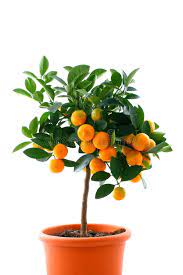 Some fruit trees can be shipped to you at home. Citrus Tree With Fruit Small Orange Stock Photo Image Of Tangerine Freshness 4020808