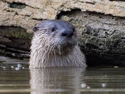 The north american river otter (lontra canadensis), also known as the northern river otter or common otter, is a semiaquatic mammal endemic to the north american continent found in and along its waterways and coasts. The Secret Lives Of River Otters And Their Parasites Smithsonian Voices Smithsonian Environmental Research Center Smithsonian Magazine