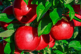 Honeycrisp™ apples have been consistently rated superior to the fruit of mcintosh, honeygold, regent, and delicious and make excellent dessert apples for eating fresh or in pies, applesauce, and apple crisps! Honeycrisp Apple Tree Ison S Nursery Vineyard