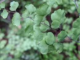 Image result for Adiantaceae