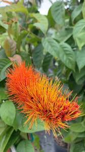 Image result for Combretum obovatum