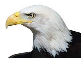 Bald Eagle Transparent Png Image Free Pik Psd Bald Eagle Png Images Vector Images