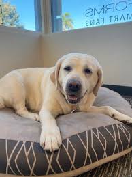 We consider your dogs, cats, birds, and pocket pets part of our family. Posh Pets Grooming 1465 Encinitas Blvd Ste G Encinitas Ca Pet Grooming Mapquest