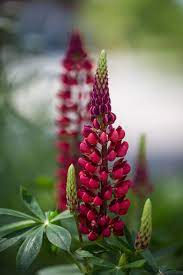 Pin By Nadika Tiskiy On Flores Lupine Flowers Beautiful Flowers Amazing Flowers