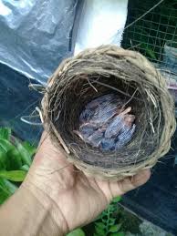 Oh iya sob, burung ciblek ini terdapat beberapa jenis loh, antara lain ciblek kristal, ciblek gunung dan ciblek sawah. Kandang Ciblek Maguan Magelang Jateng Posts Facebook