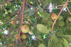 This is especially designed for small kids they can learn easily fruits name.through this video kids or students can learn all fruits name with. Can Anyone Help Identifying This Fruit Tree