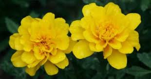 Marigold Flower Images Free Photos For Free Download About 41 Free Photos In Jpg Format Flower Images Free Marigold Flower Flower Images