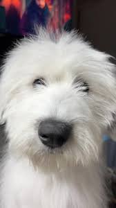 Her little brown stach at the end. She never dug again. 😆  #naughtydogsoftiktok