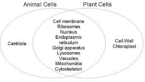 Pin By Anaiyah Williams On Cell Biology In 2020 Plant Cell Diagram Animal Cell Cell Diagram