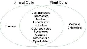 Animal cell membrane vs plant cell membrane. 12 Cell Project Ideas Cells Project Animal Cell Cell
