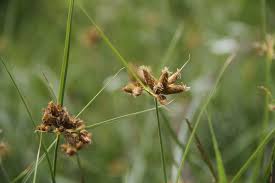 Image result for Bolboschoenus glaucus