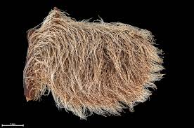 Image result for Marsilea villifolia