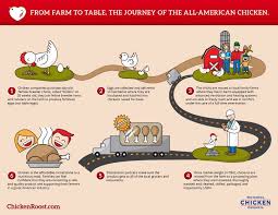 From Farm To Table The Journey Of The All American Chicken Thechickenroost From Farm To Table Chicken Companies Farm