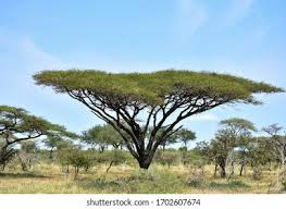 نتیجه جستجوی لغت [acacia] در گوگل