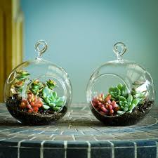 Artist Spotlight Series Claire Rosen Succulent Terrarium Mini Succulents How To Make Terrariums