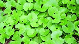 Manfaat daun sendokan untuk mengobati mimisan, ambil 15 gram daun sendok dan pipiskan, kemudian seduh dengan secangkir air panas. Daun Pegagan Herbal Ajaib Peningkat Kecerdasan Otak Info Farmasi Terkini Berbasis Ilmiah Dan Praktis